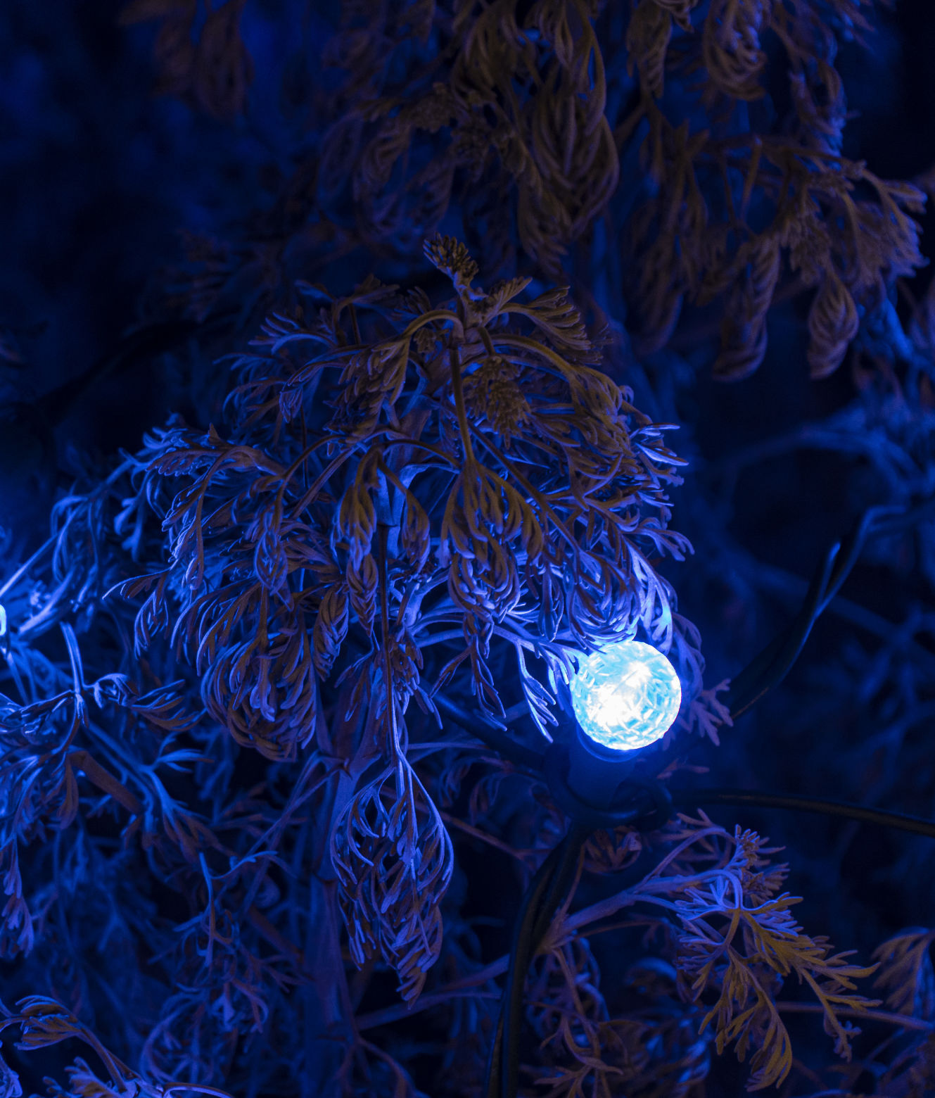 Christmas in the Garden